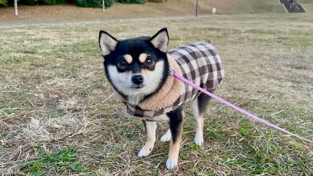 小豆柴がタップダンス普段