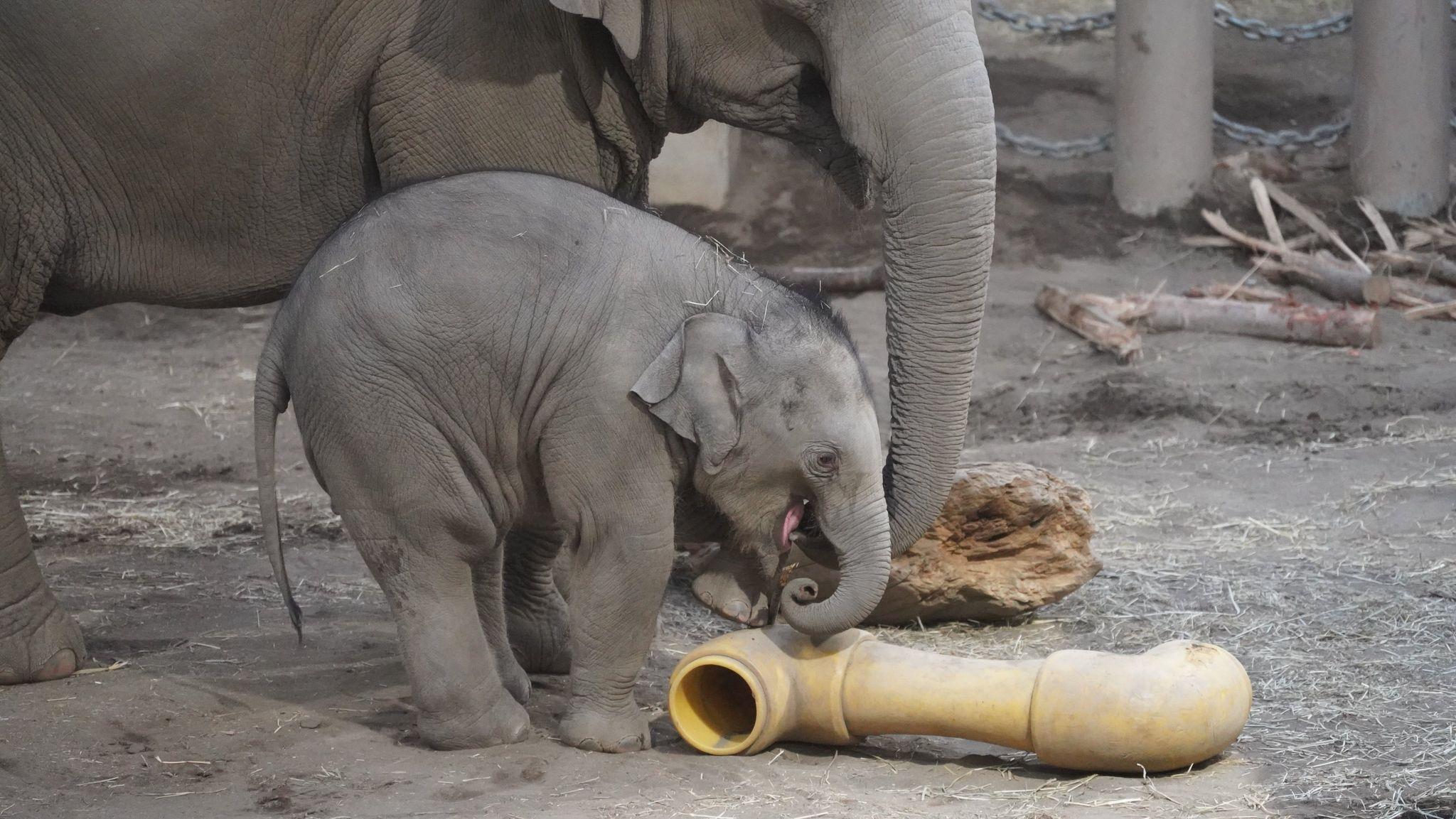 アジアゾウ・円山動物園26