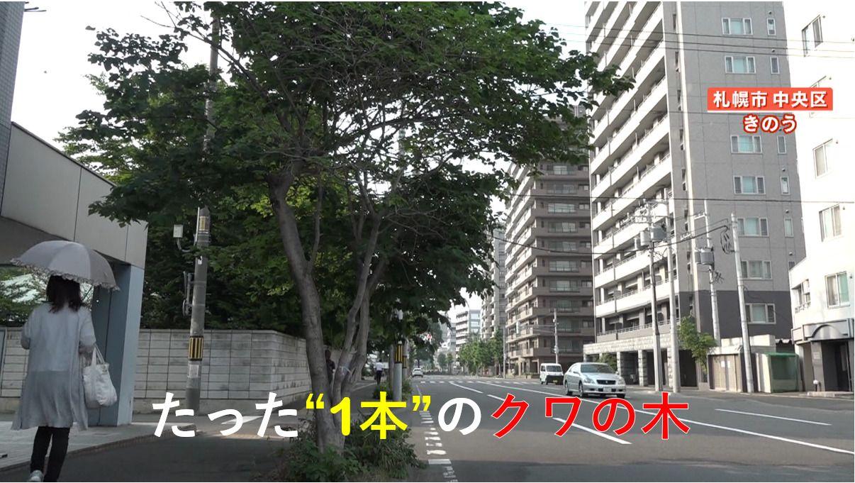 【ナゾ】札幌のイチョウ並木に1本だけ“クワの木”が…枝が広がり伐採へ　誰が無断で植えた？住民困惑