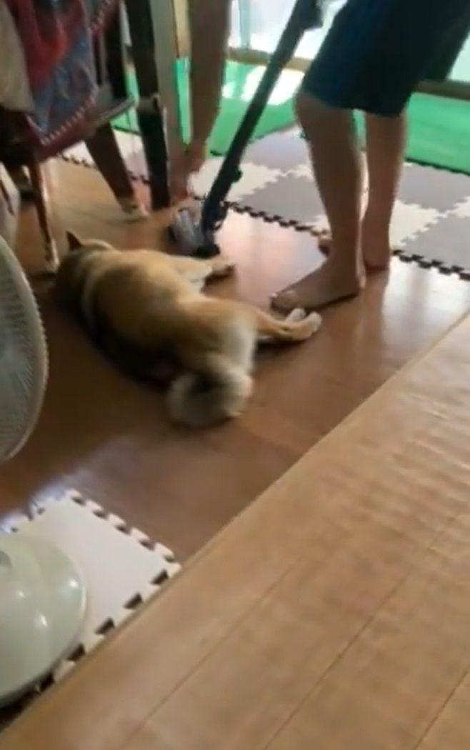 微動だにしない柴犬４