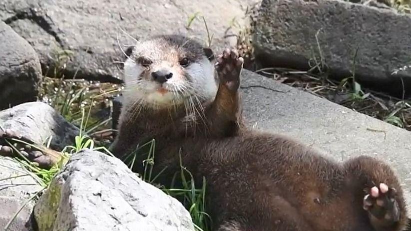 気持ちよさそうに眠るカワウソ　左手は驚いたまま二度寝に「なにこれ可愛すぎる」【激かわアニマル奇跡の瞬間】