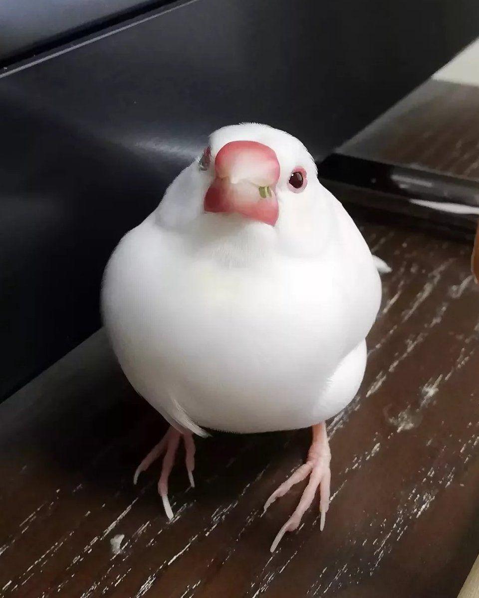 寝かしつけ文鳥