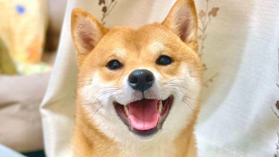 「だからやめとき言うたやろ！」猫が大好きな柴犬に起きた思わぬハプニング姿が話題！「顔が全てを物語ってますね」【激かわアニマル奇跡の瞬間】