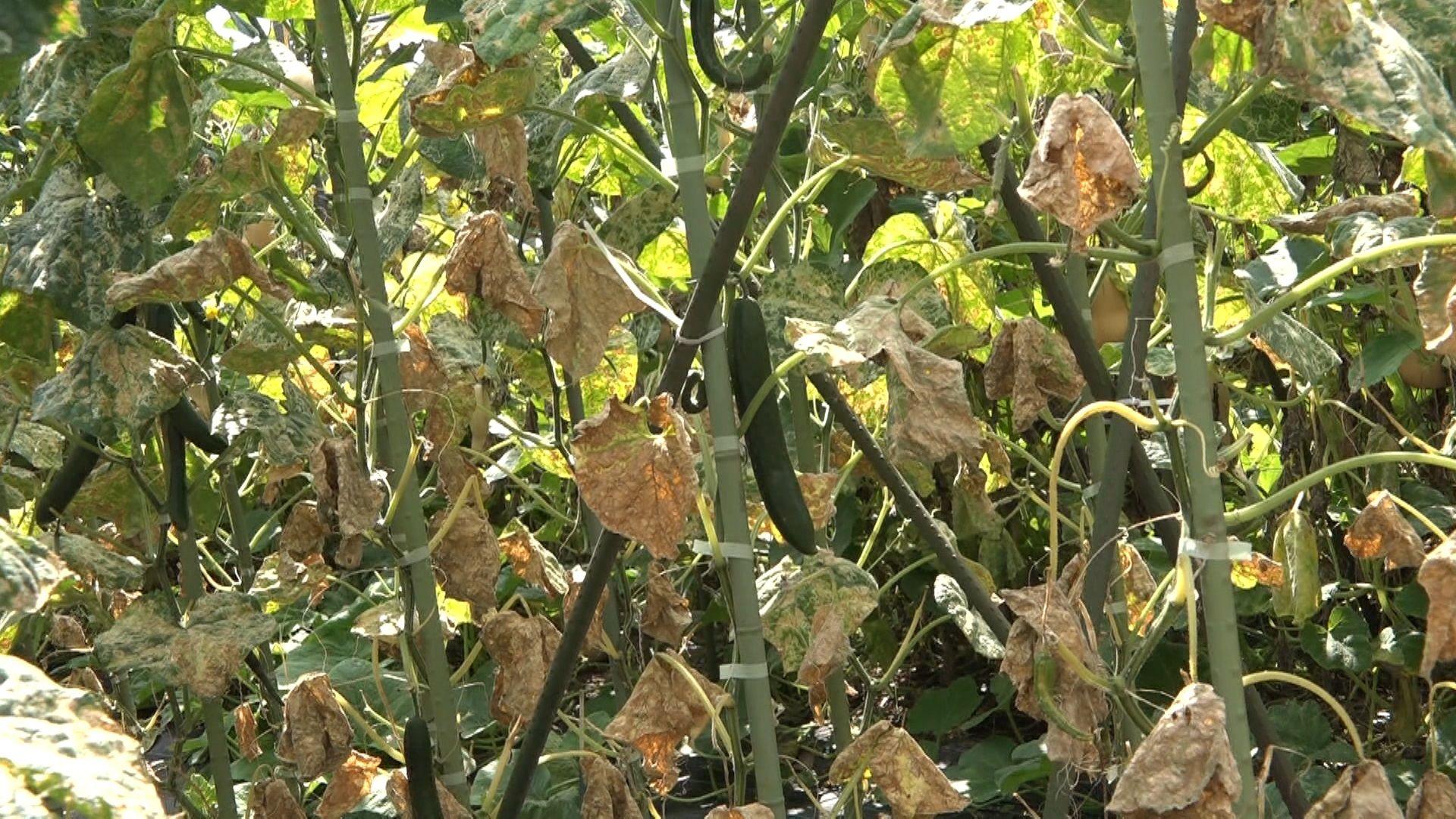 め8野菜高騰 (9)