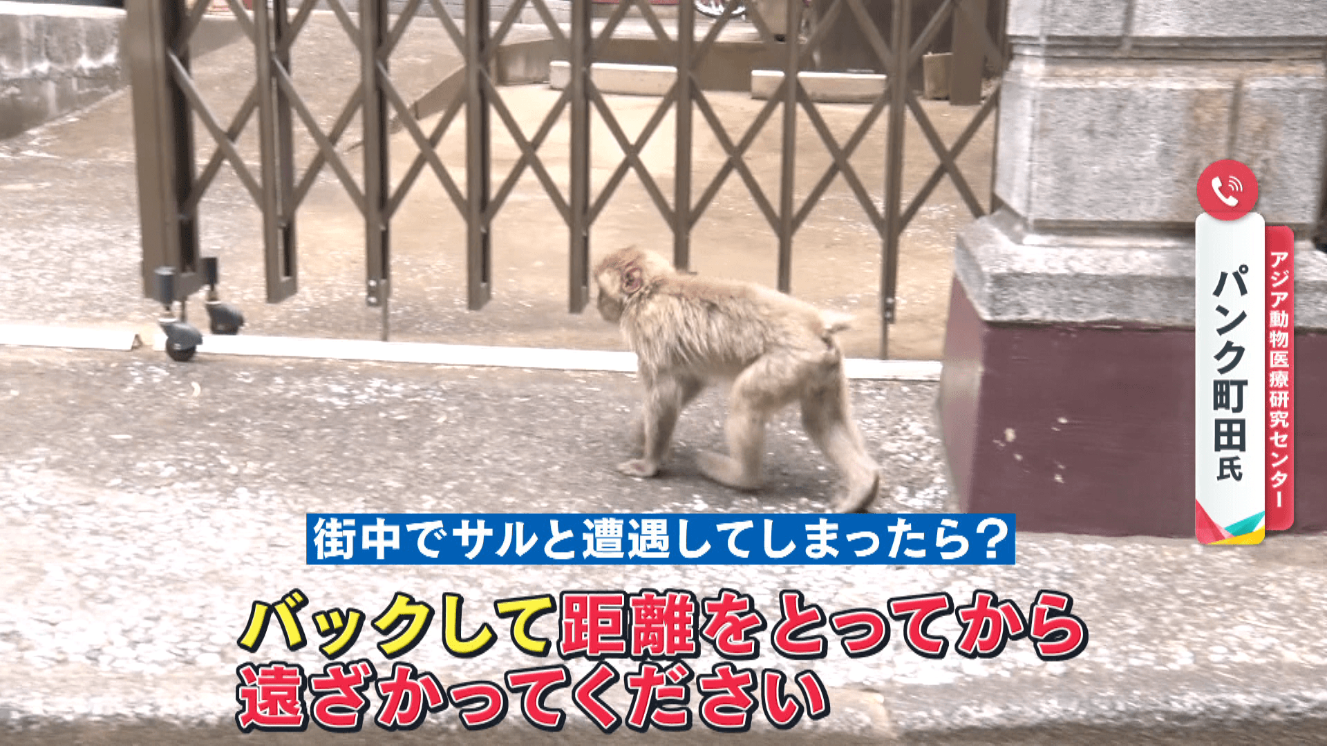 【注意】東京・立川の住宅街にサルが出現　カメラが捉えた“自由気ままに動き回るサル”の姿