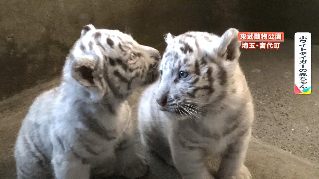 【独占】ホワイトタイガー赤ちゃん初披露の舞台裏！東武動物公園の年越しに密着　一目見ようと2000人近くが行列