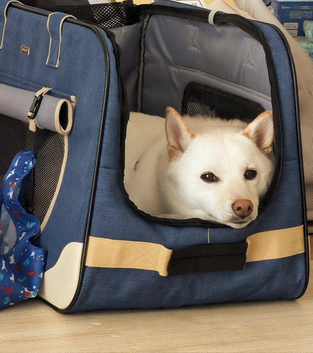 白柴犬まんまる