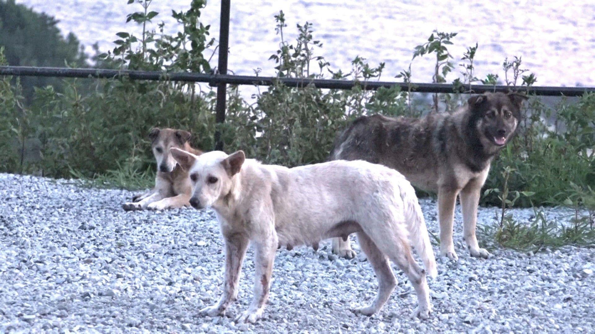 【なぜ？】“日本のアマルフィ”に約50頭の“野犬”の群れ　住民恐怖…騒音被害・かまれた報告も　和歌山・雑賀崎
