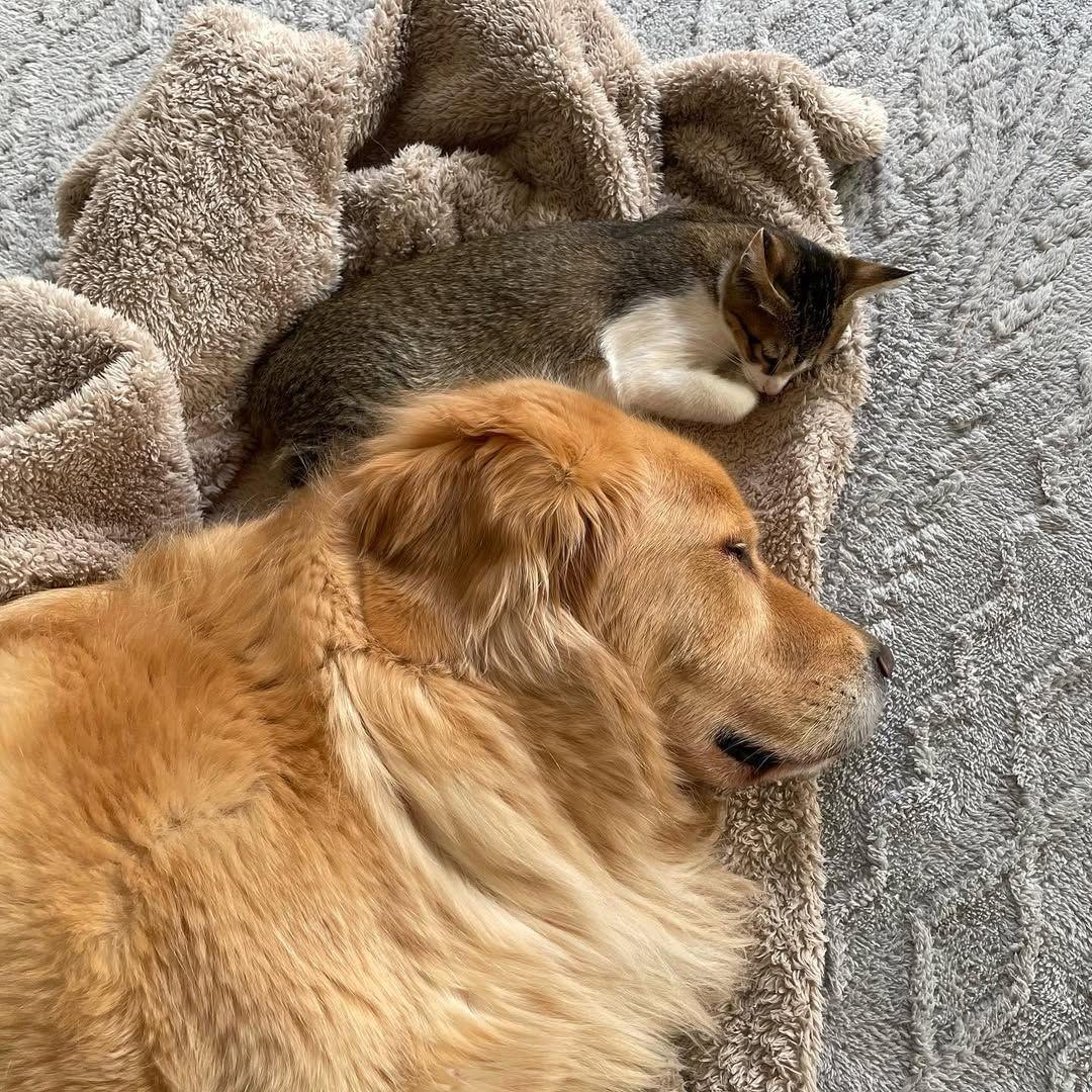 寝ている大型犬にかまちょする猫