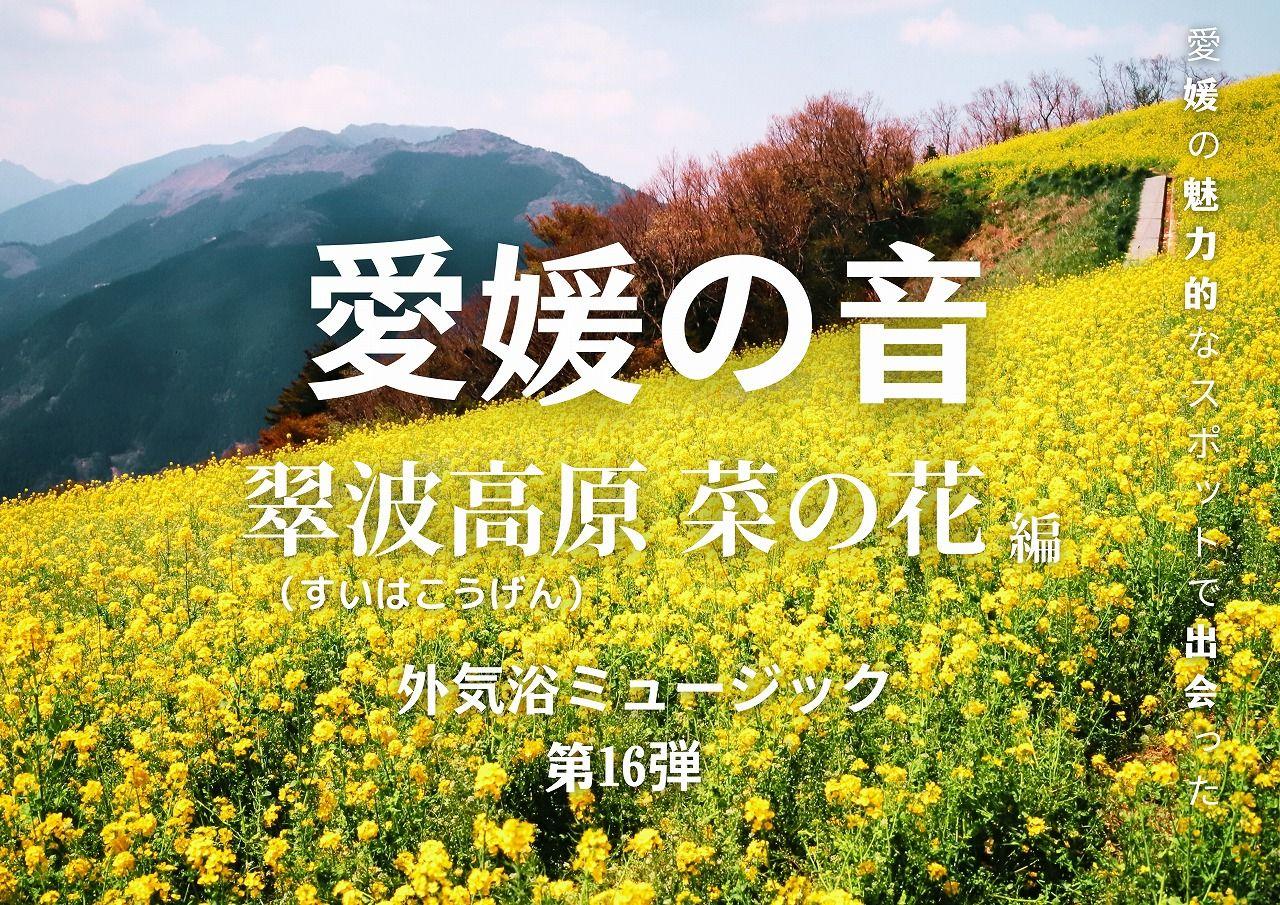 愛媛の音 第16弾「四国中央市～翠波高原 菜の花～」！伊予の湯治場喜助の湯　サウナ外気浴BGM【愛媛県・松山市】