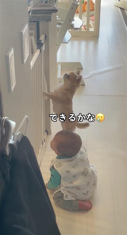 見本を見せる犬④