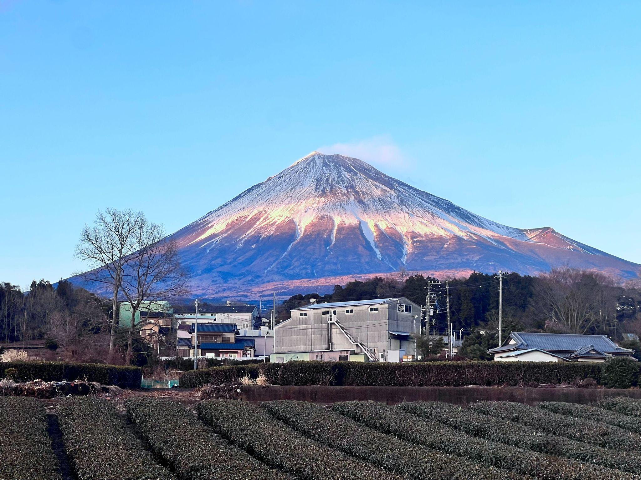 [イベント開催]「富士山×茶畑×抹茶×アート」唯一無二のイベントが富士市で開催！地域産業活性化の鍵を握る”富士の抹茶”とは？