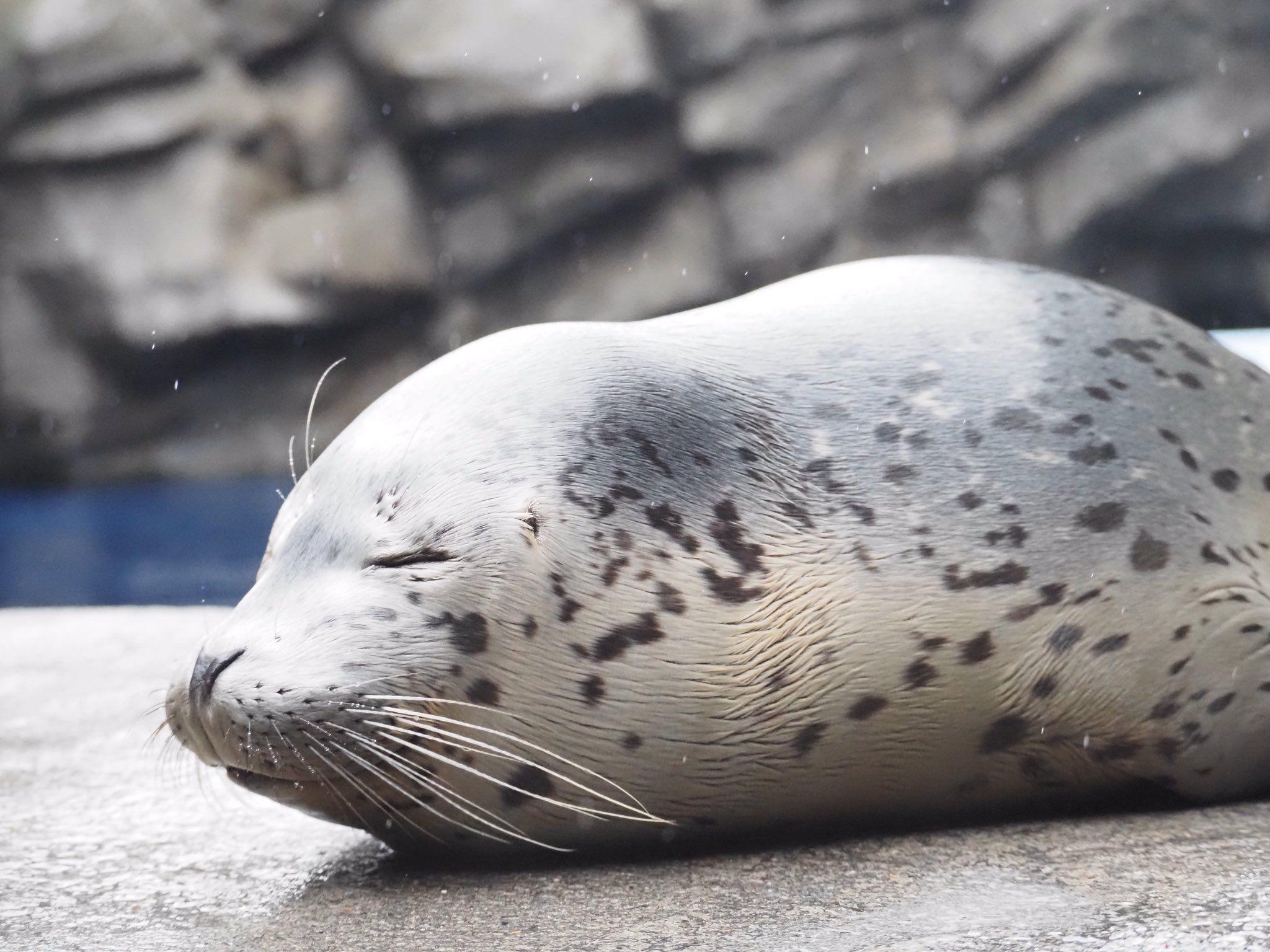 提供：上越市立水族博物館 うみがたり 