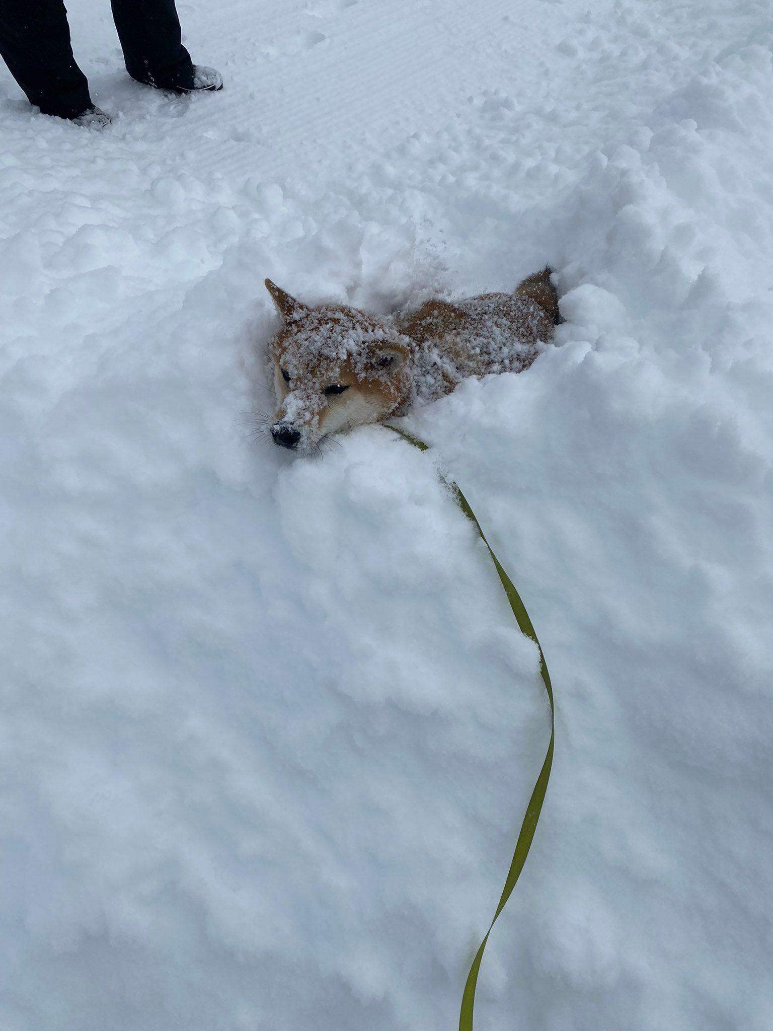 「どうして…」新雪が沈むと知らなかった柴犬の途方に暮れる表情が話題！「笑いすぎて咳止まらん」【激かわアニマル奇跡の瞬間】