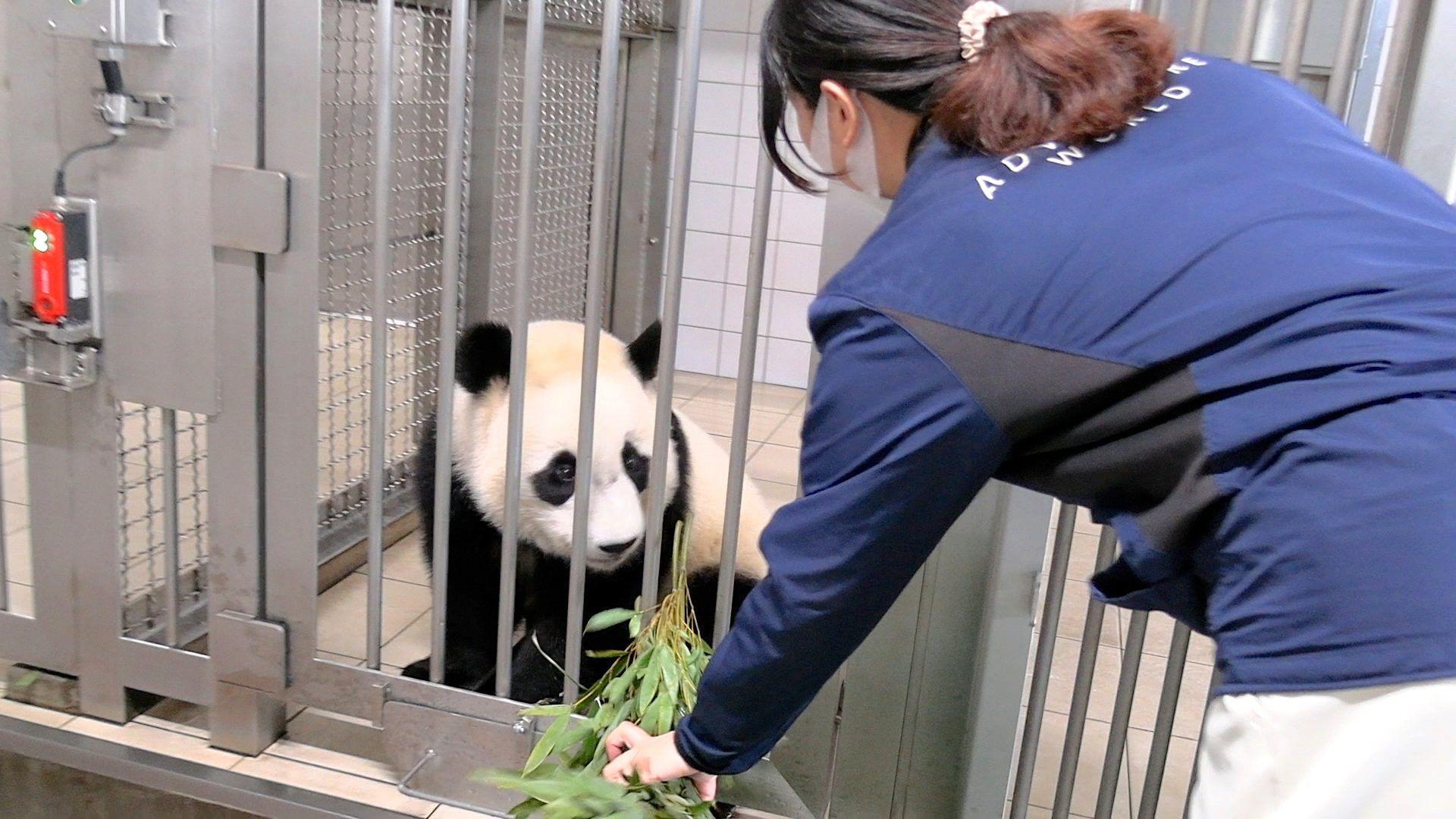 「パンダの気持ちになり、竹を厳選」 パンダ飼育員・吉田倫子の“7つのルール”