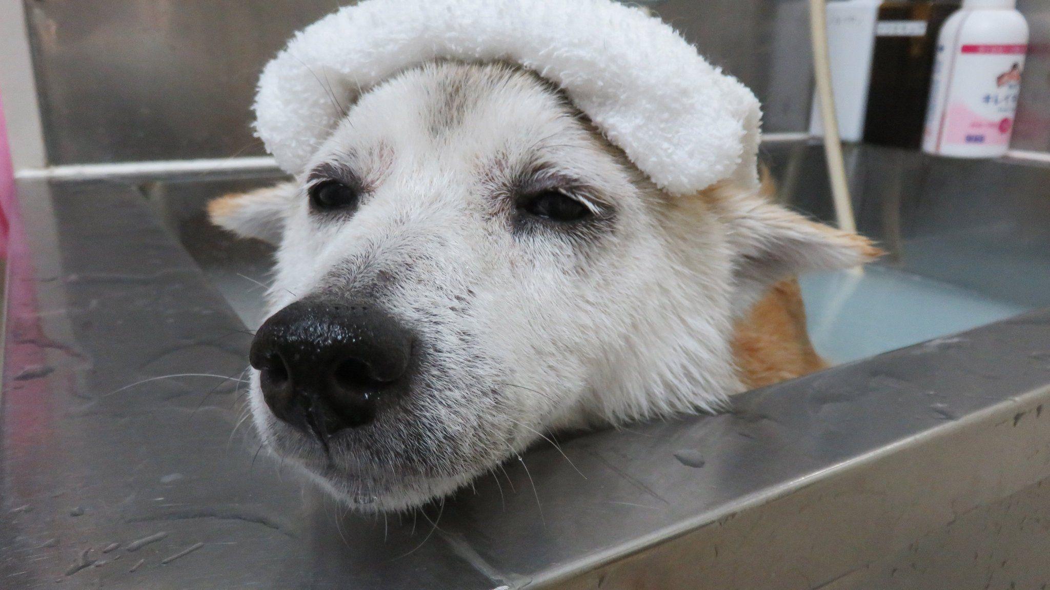 満面の笑み　柴犬