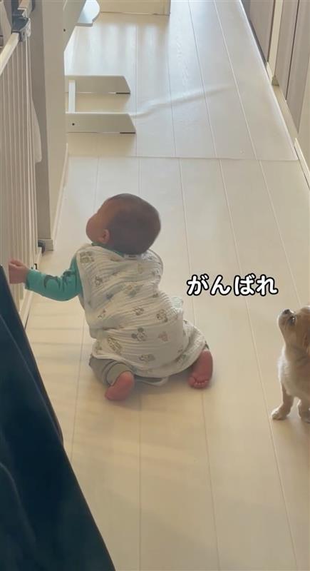 見本を見せる犬⑦