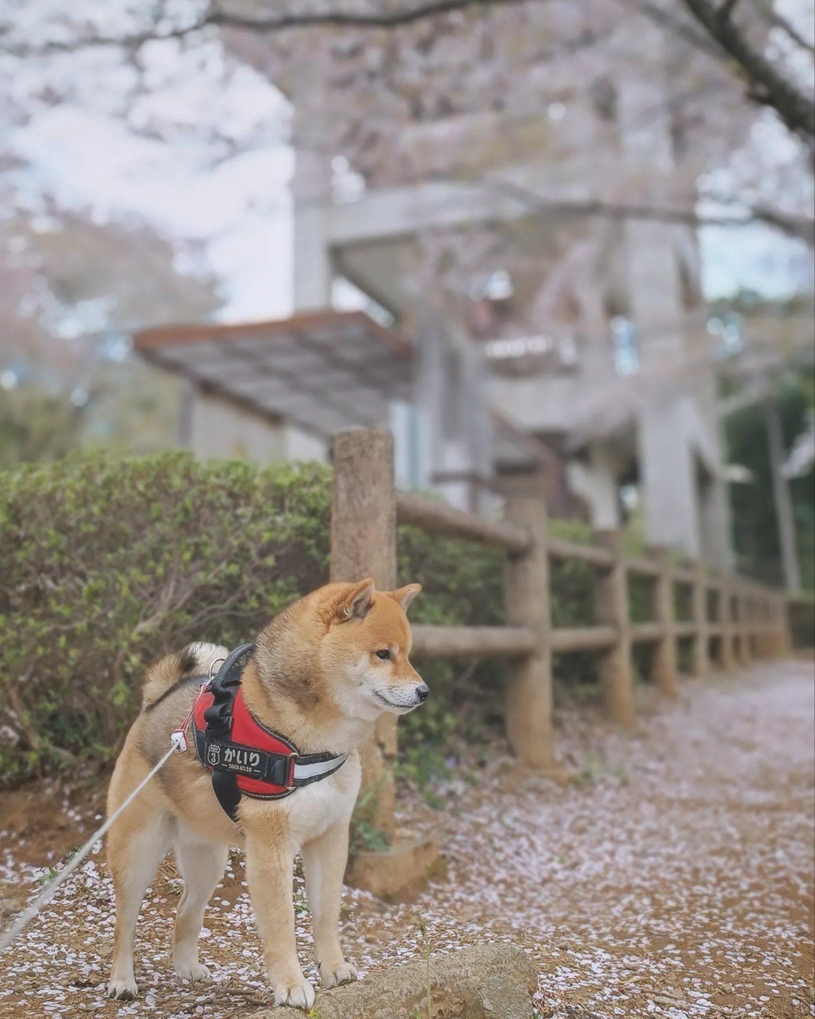 柴犬　かいりくん