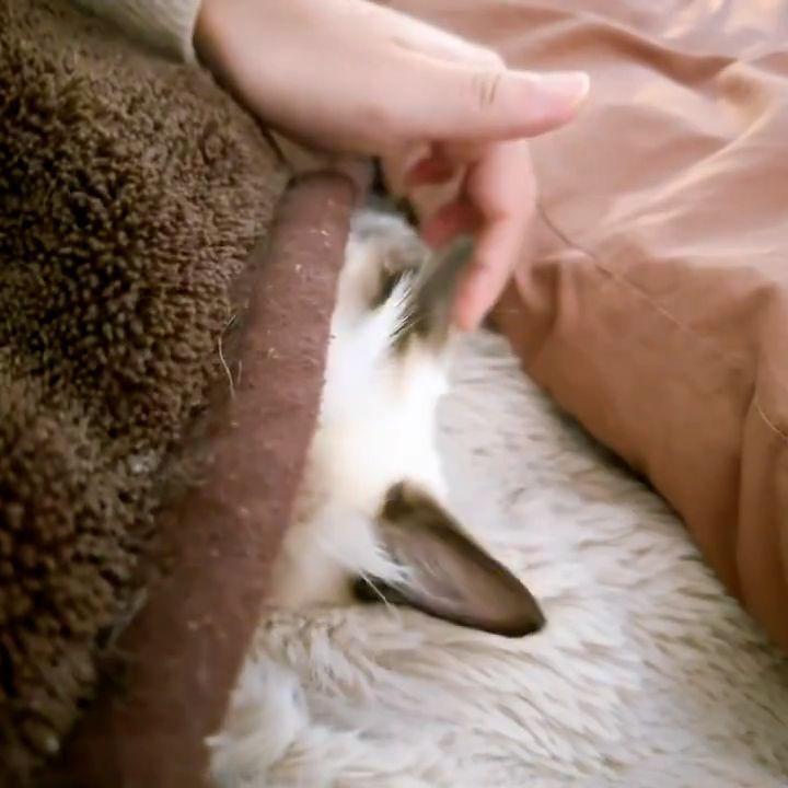 布団で眠る猫-4