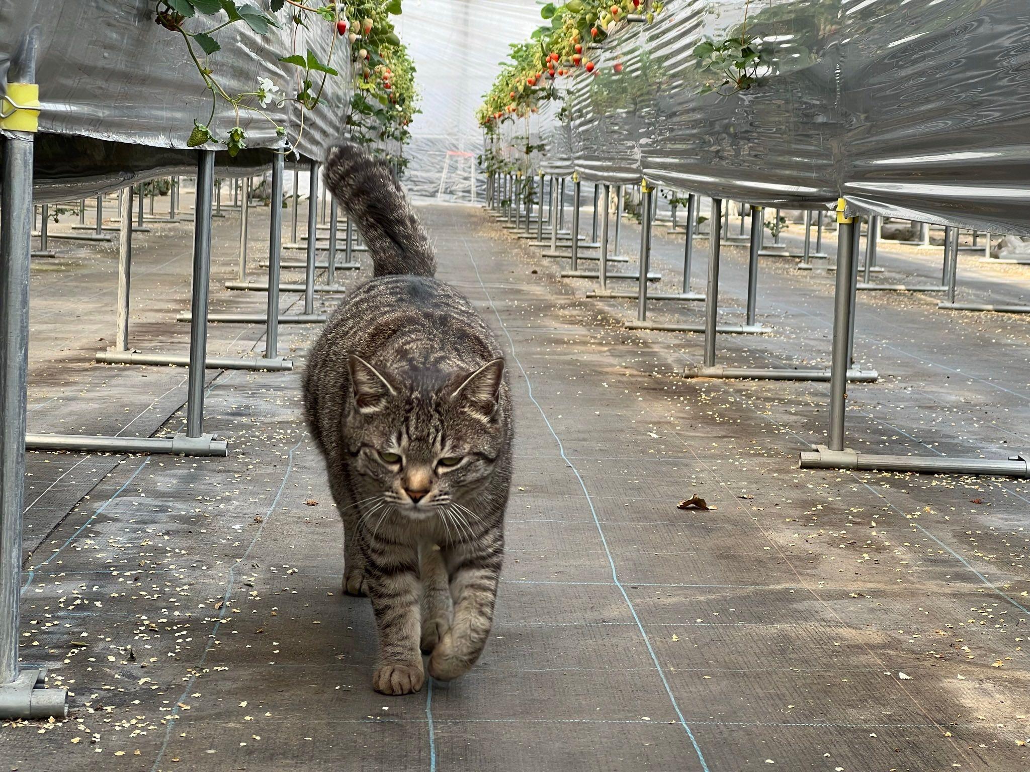 お腹押すと電源OFF