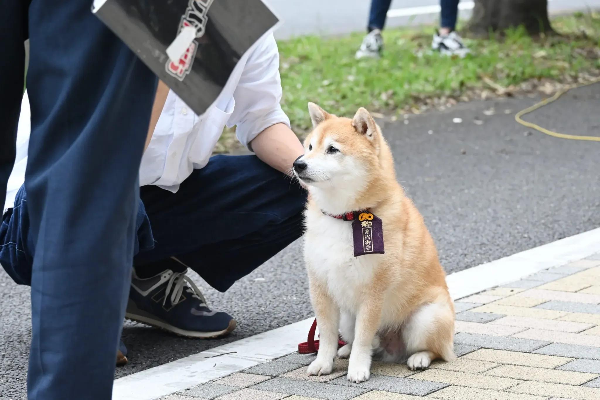 『ナンバMG5』特別編で、津田健次郎と柴犬の豆三郎が共演！撮影レポート_bodies