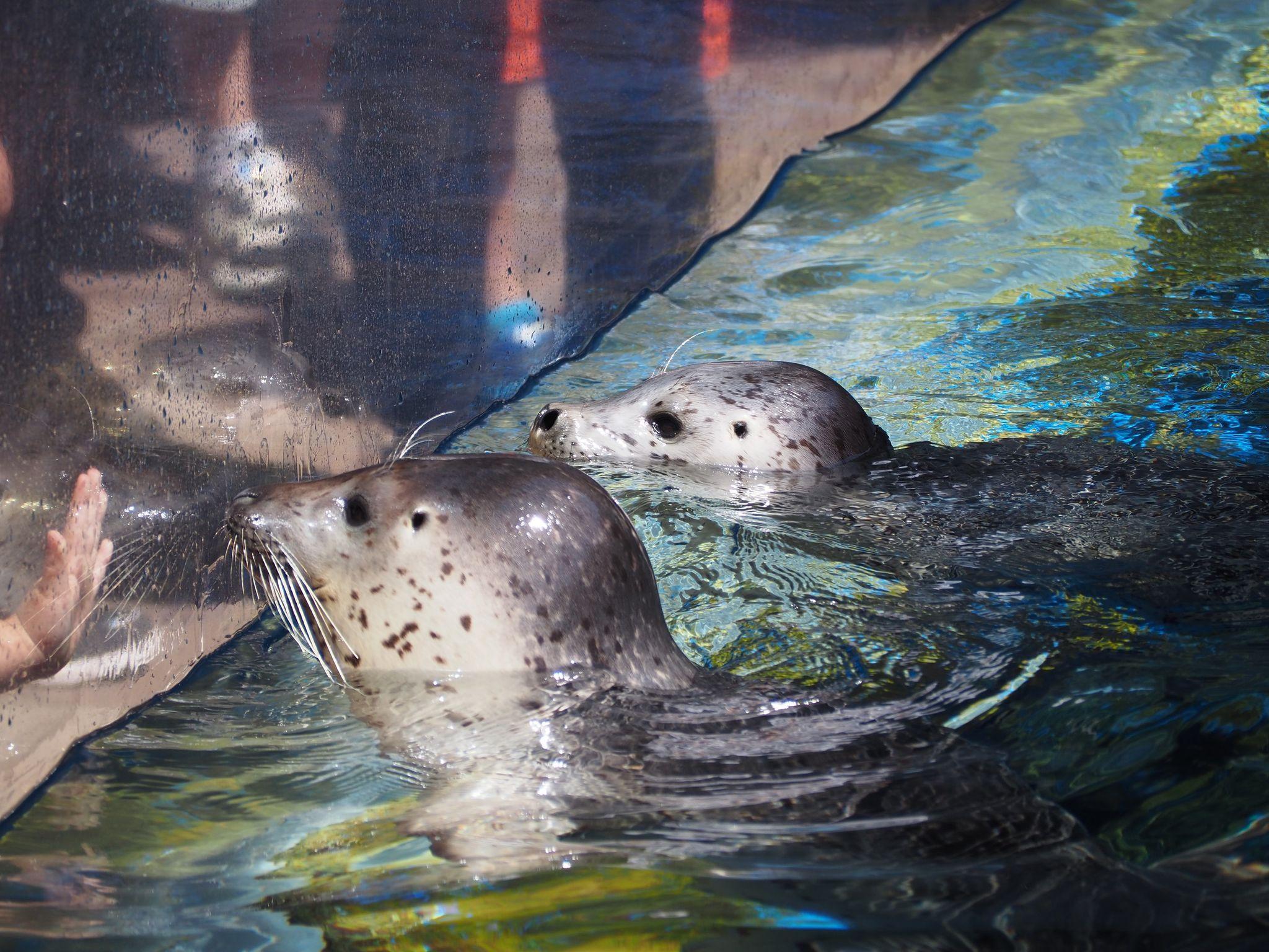 提供：上越市立水族博物館 うみがたり 