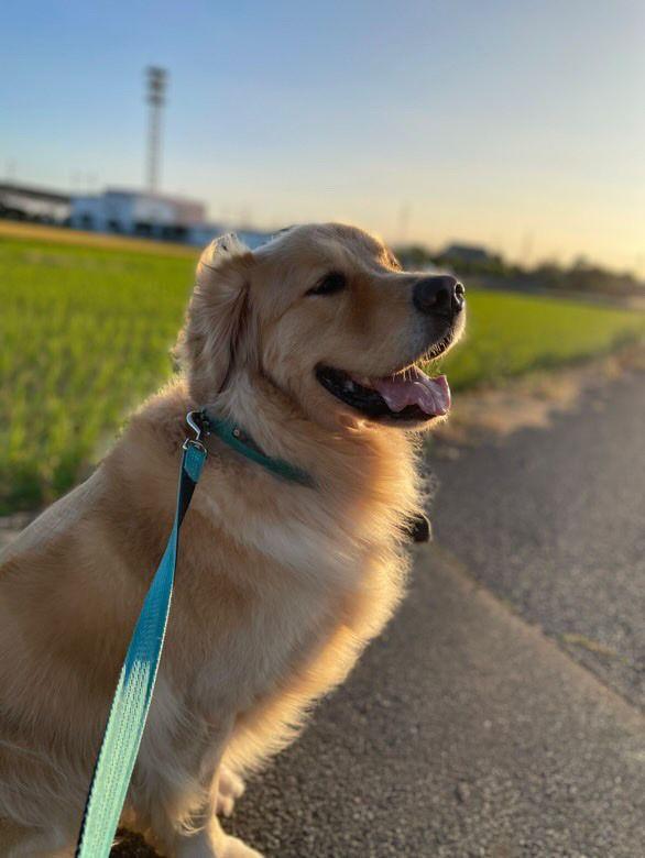 寝ている大型犬にかまちょする猫