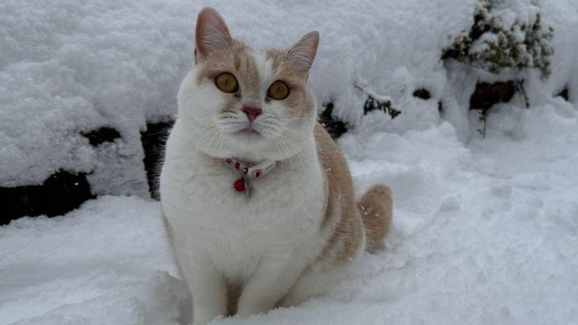 雪で魚拓ならぬ“猫拓”？お散歩大好きな猫が見せた突然のある行動が話題！「溶けるのもったいにゃい」【激かわアニマル奇跡の瞬間】