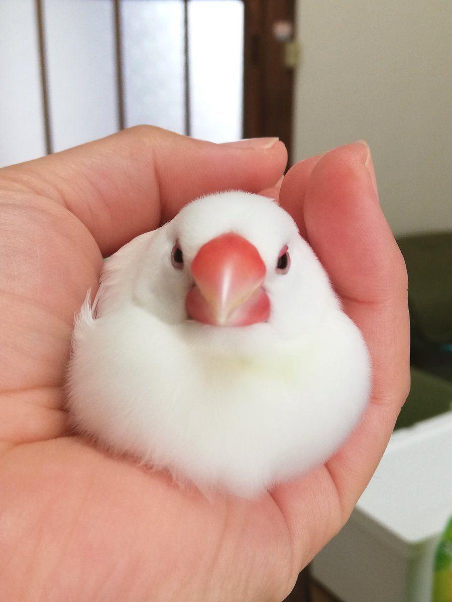 寝かしつけ文鳥