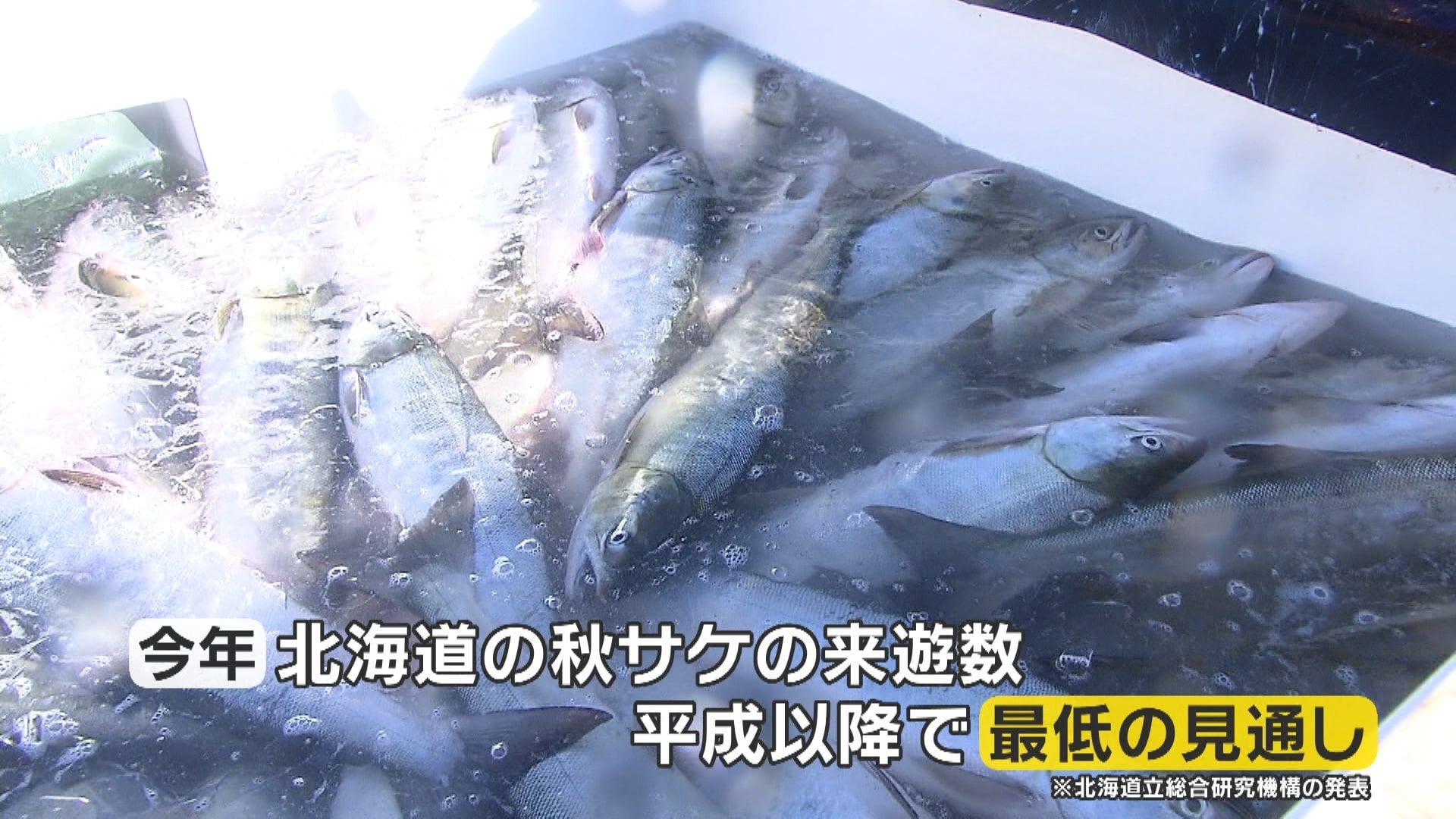 今が旬の秋サケが記録的不漁 高騰で鮮魚店・飲食店にも影響が…北海道ではサケの来遊数が平成以降最低になる見通し