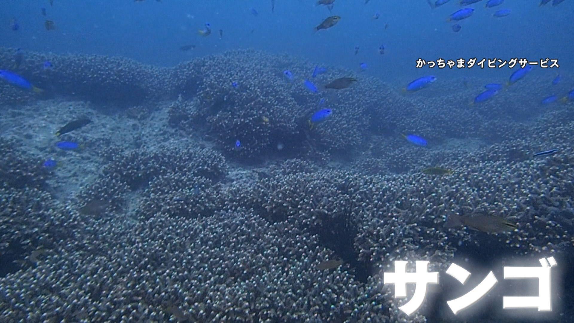 【異変】まるで“南国の海”東京湾でサンゴ繁殖　カラフルな魚・巨大化も…漁師悲鳴「魚取れない」