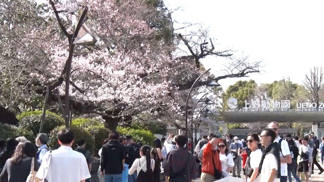 【花見情報】東京は4月4日に満開？お花見の狙い目は5日か6日の予想　高知県の桜は全国で最も早く満開に