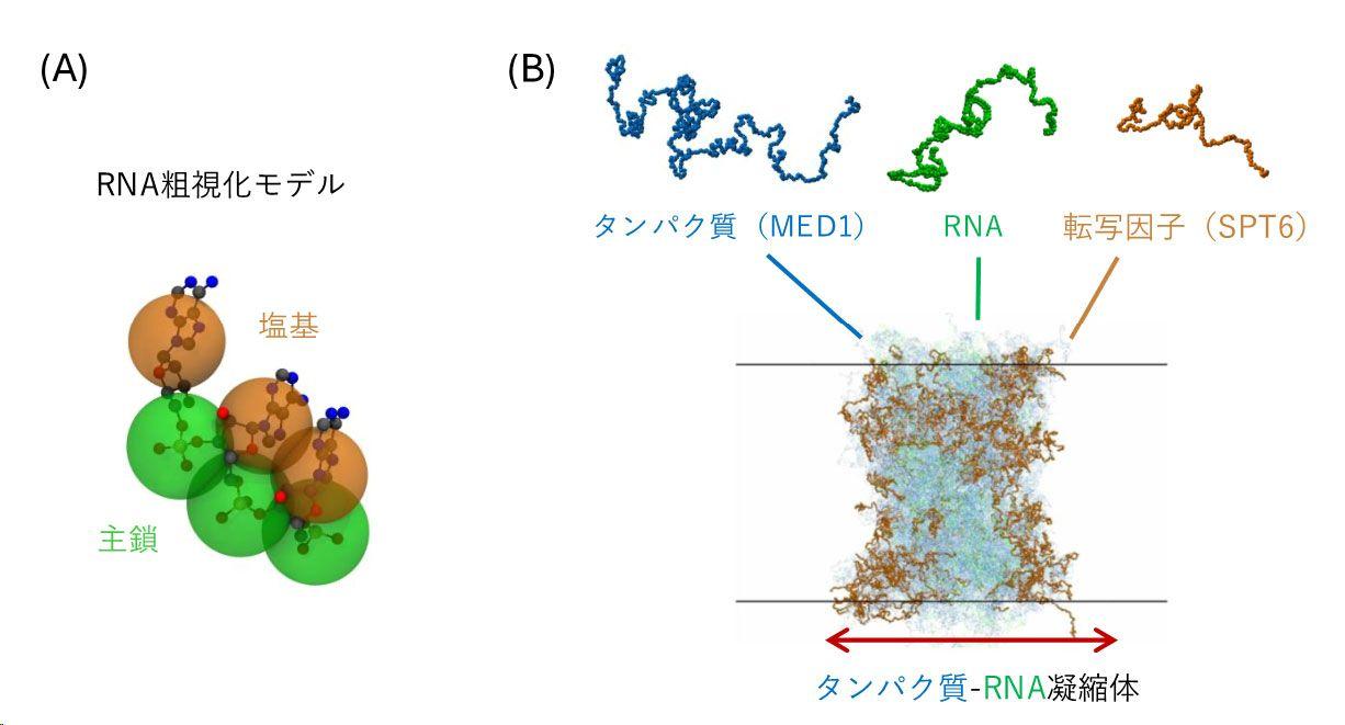 【慶應義塾】タンパク質―RNA凝縮体を再現するRNA粗視化モデルの開発