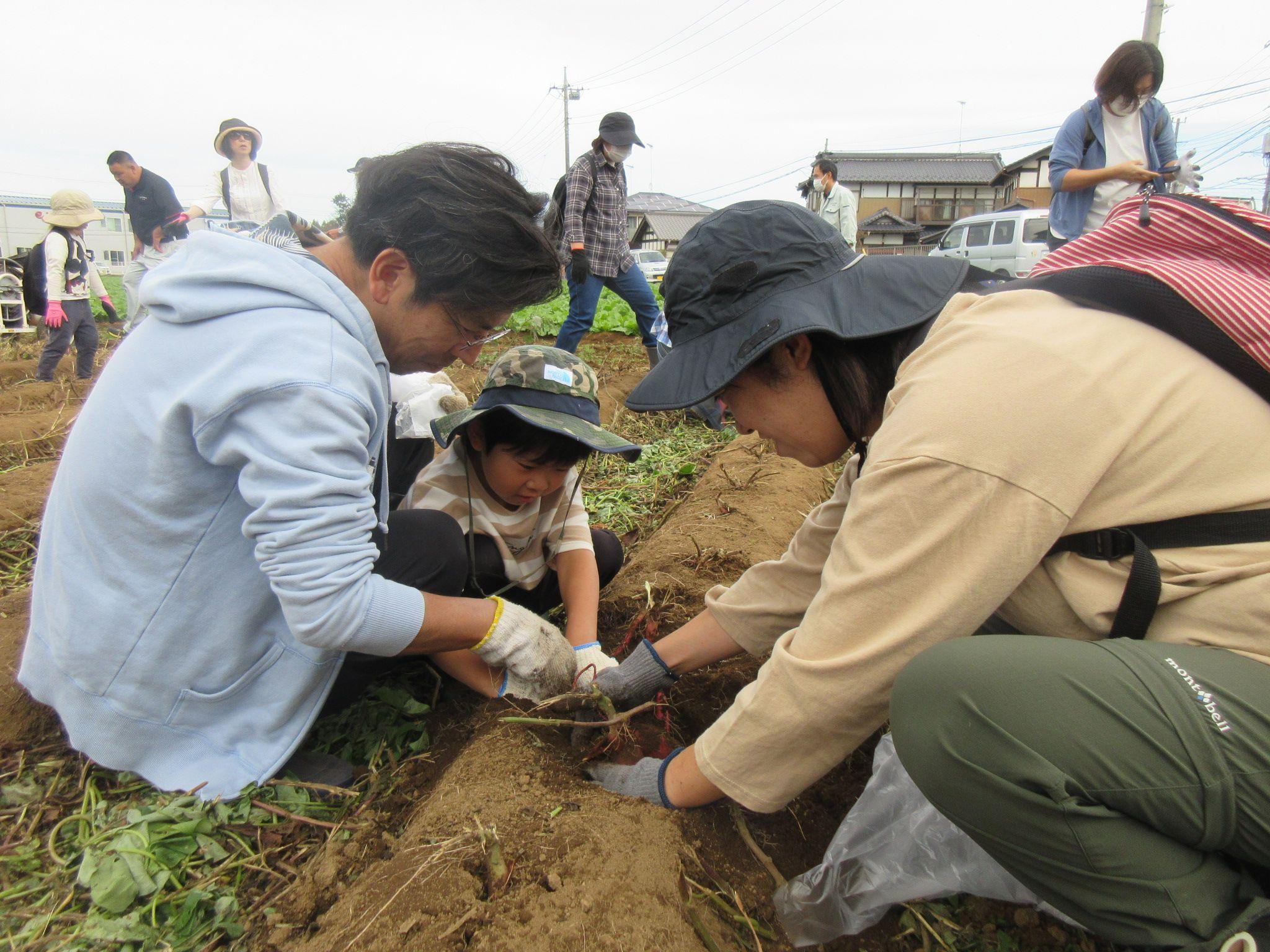 実りの秋　つくば市でさつまいもと原木しいたけの収穫体験　10月12日（土）〔茨城 栃木〕