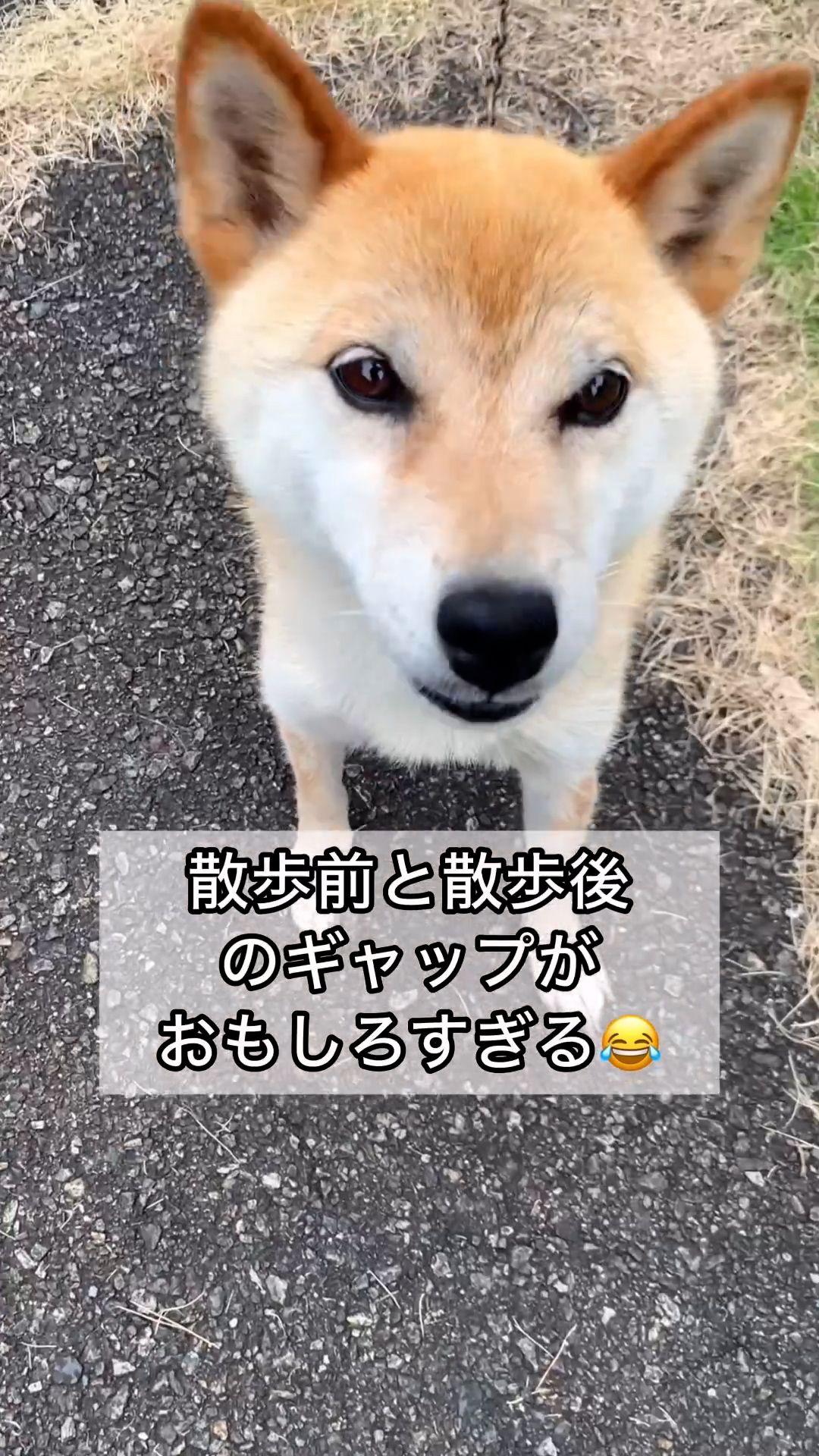 柴犬コロ-2