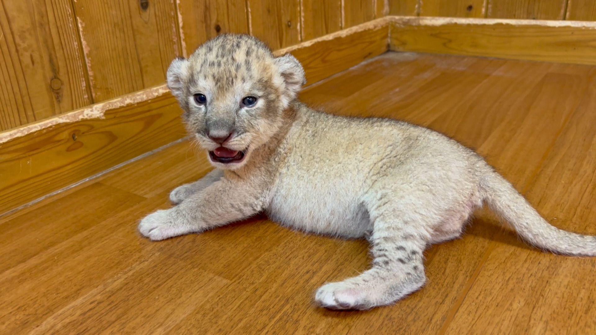 ライオン赤ちゃん35