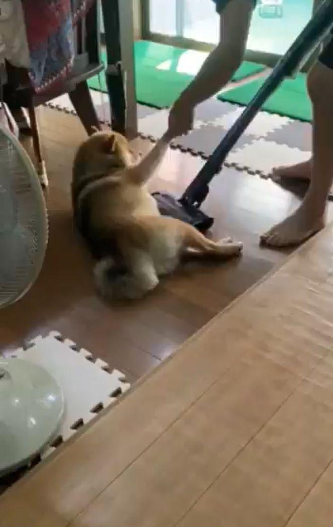 微動だにしない柴犬１