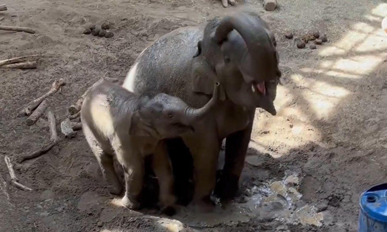 アジアゾウ・円山動物園20