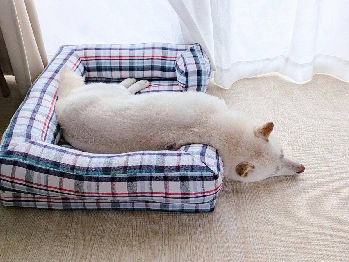 白柴犬まんまる