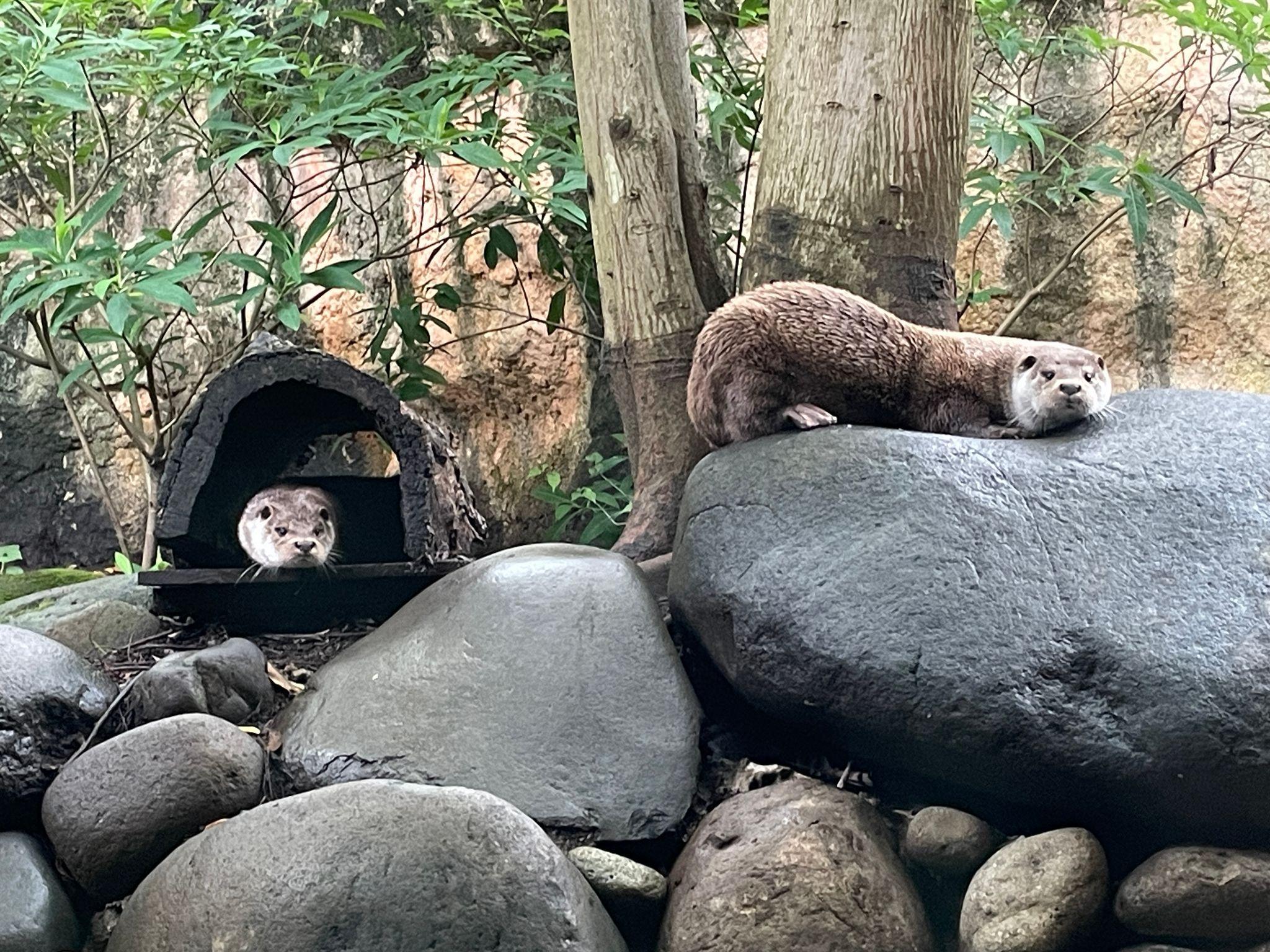 ユーラシアカワウソ（なごみリヴ）