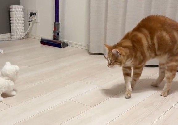 アニマル・キャットタワー猫21