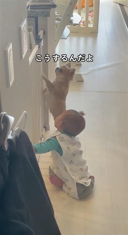 見本を見せる犬②