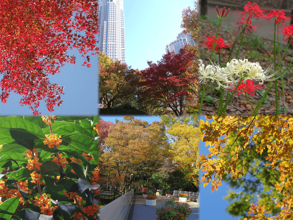 新宿中央公園　紅葉やキンモクセイ、秋色に染まる新宿の景色