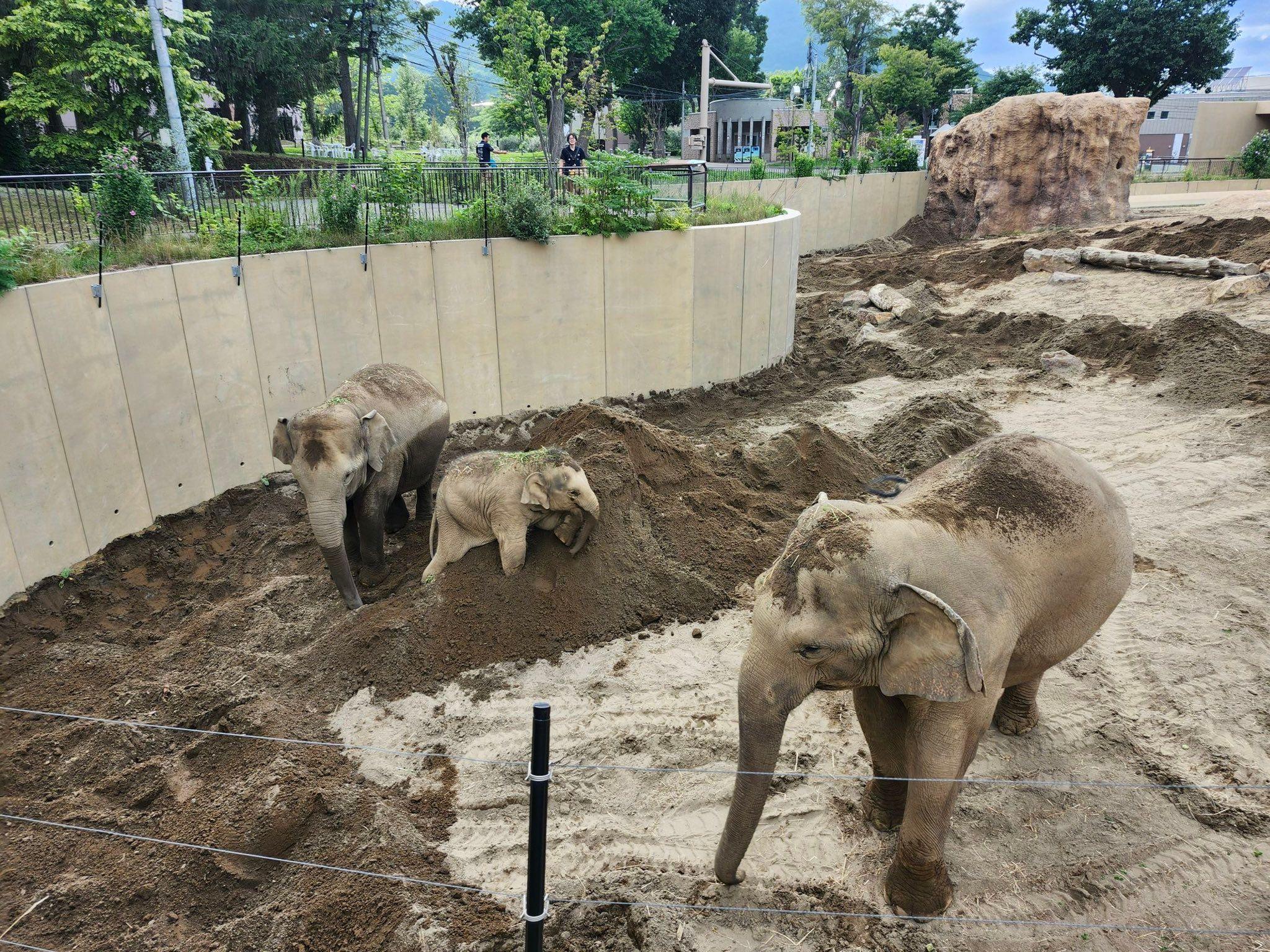 アジアゾウ・円山動物園2