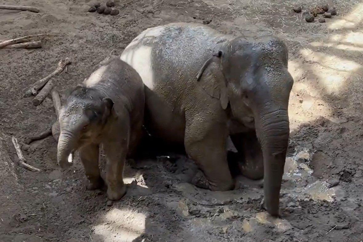 アジアゾウ・円山動物園19