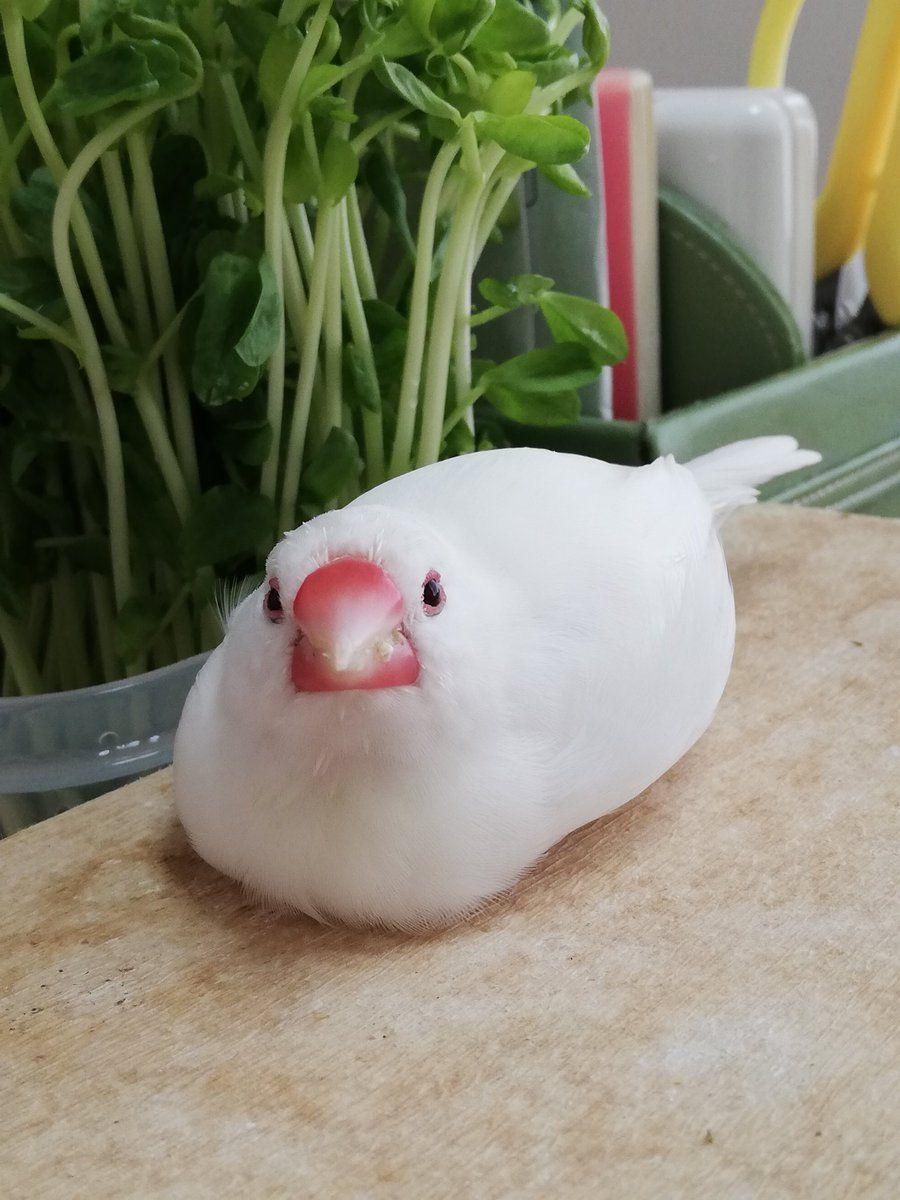 寝かしつけ文鳥