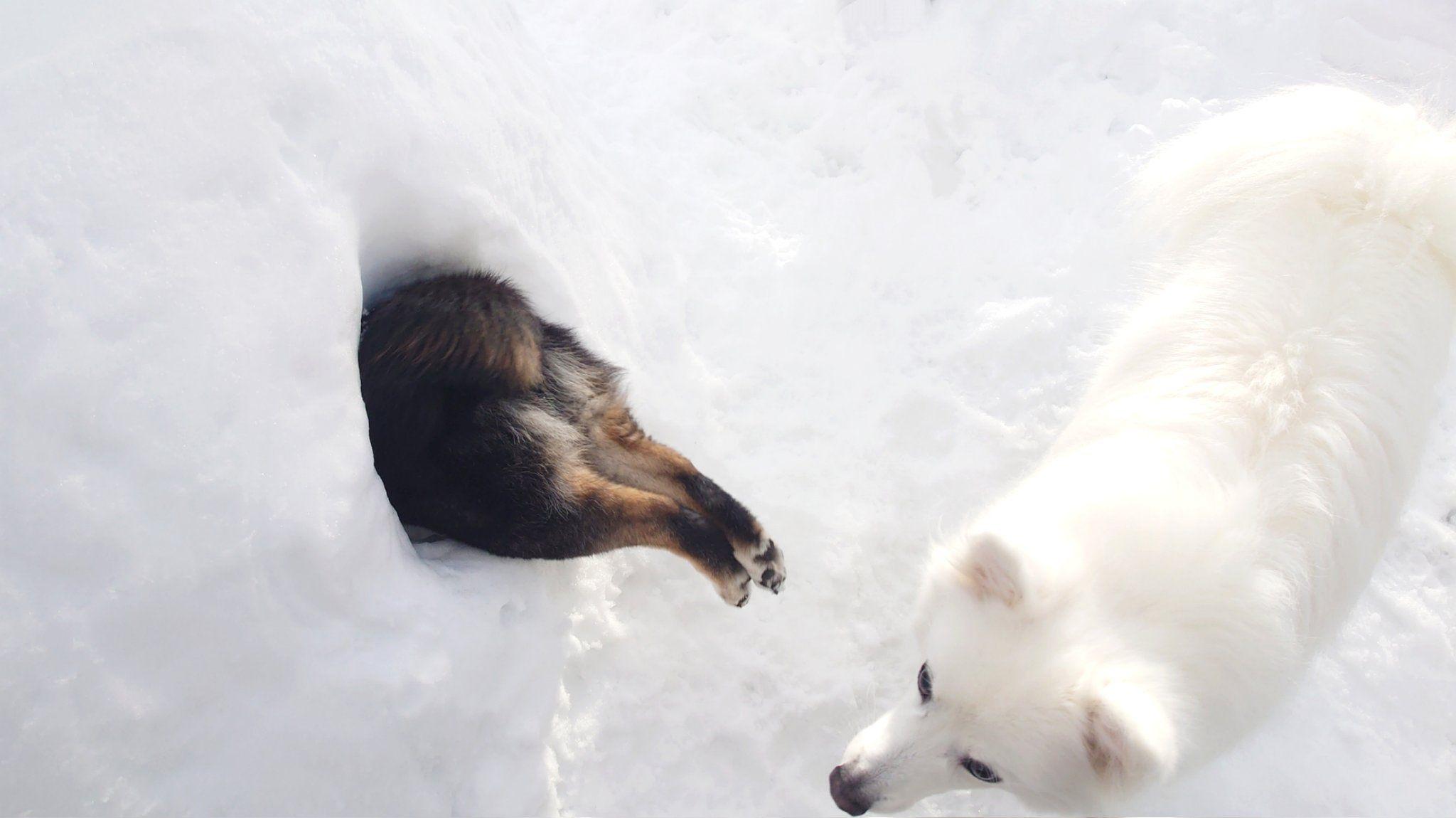 “ズボッと足ピーン！”雪にぶっ刺さる衝撃的な柴犬の姿に大反響！「イッヌは喜びかまくらに刺さる」【激かわアニマル奇跡の瞬間】