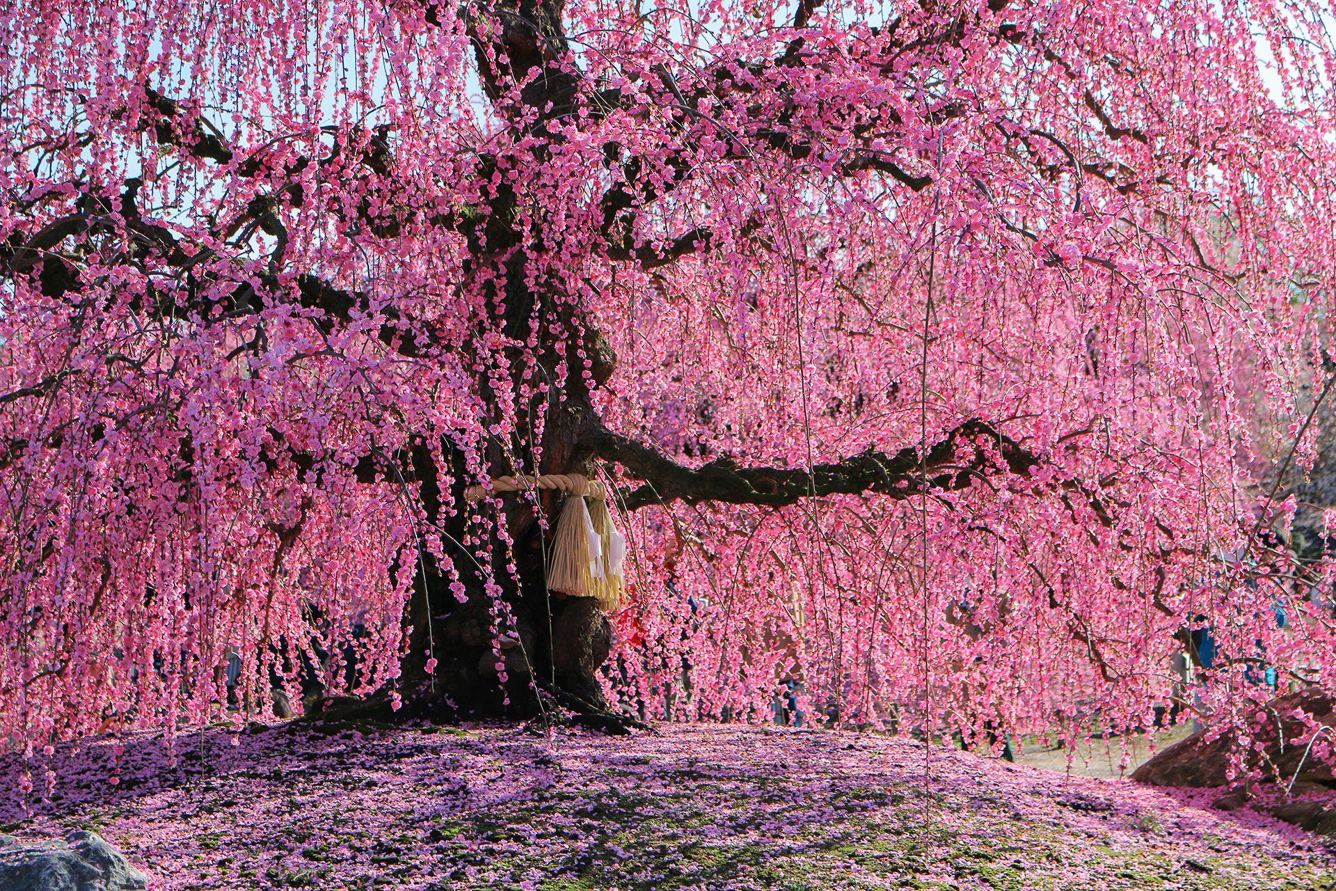 【しだれ梅】ピンクの絨毯が広がる絶景！「鈴鹿の森庭園」は今が見頃。人気の「思いのまま」も開花しました。ライトアップも実施中。