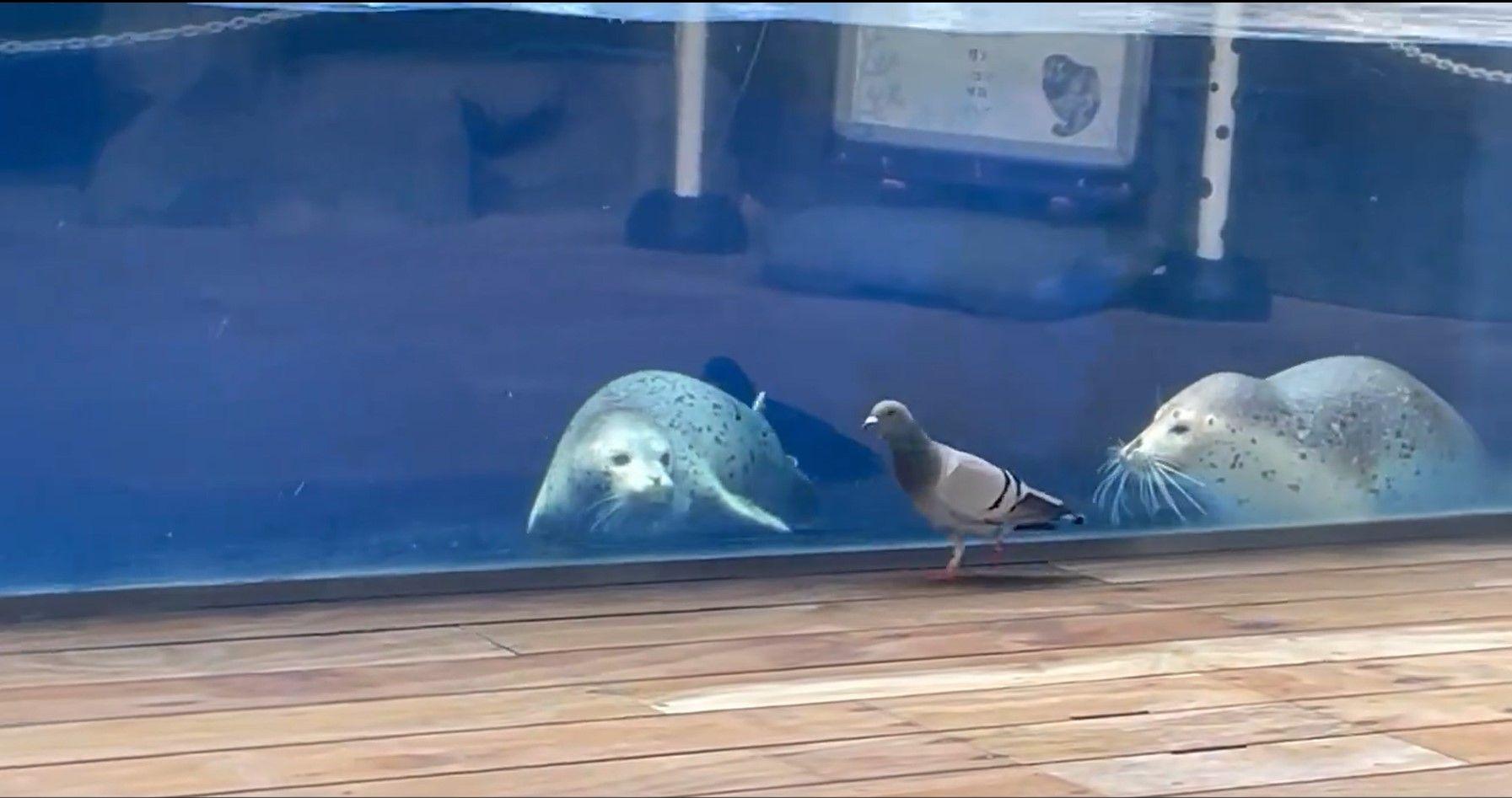 提供：上越市立水族博物館うみがたり