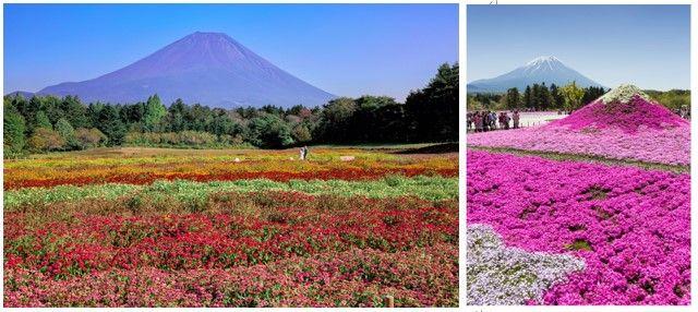 富士本栖湖リゾート「2025富士芝桜まつり」に向けて 「芝桜の株植え」体験イベント